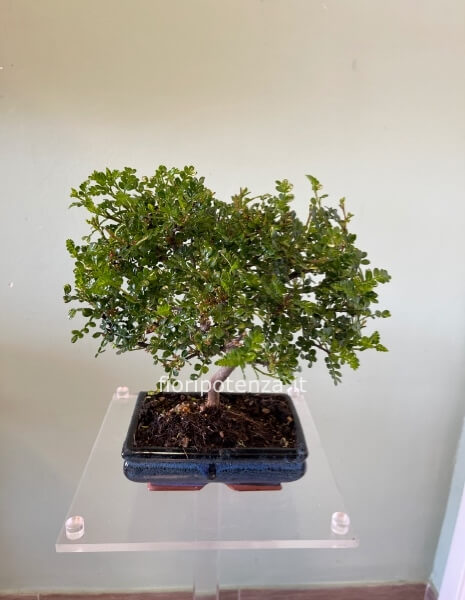 BONSAI PICCOLO PEPE A PALLA, h. 35 cm (dal vaso), vaso 20 cm