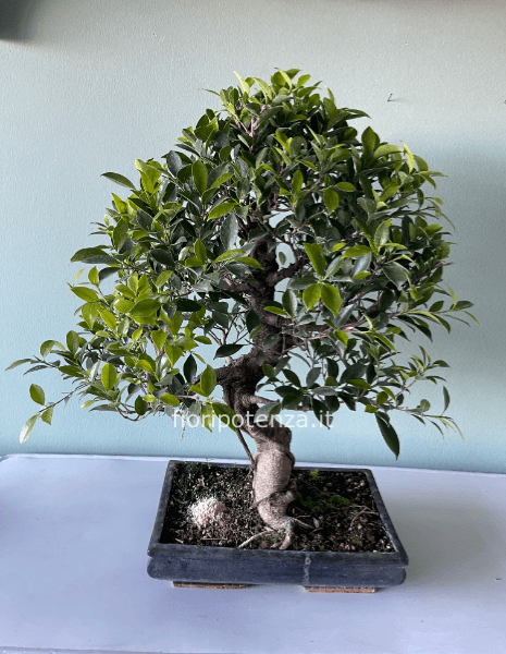 BONSAI MAXI FICUS RETUSA, h. 80 cm (dal vaso), vaso 39X23,5Xh.9 cm