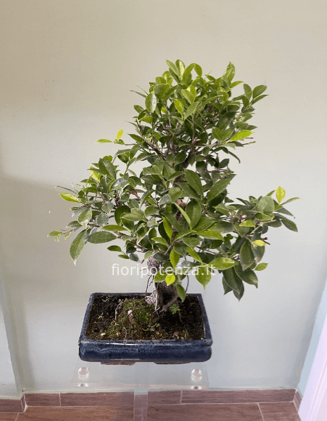 BONSAI MEDIO FICUS RETUSA, h. 50 cm (dal vaso), vaso 25 cm