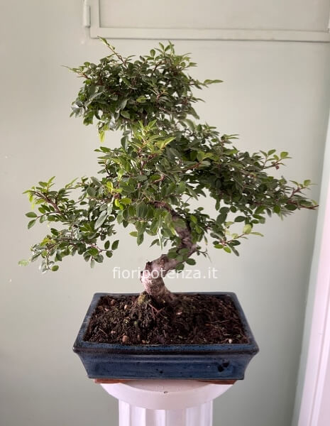 BONSAI MEDIO OLMO 