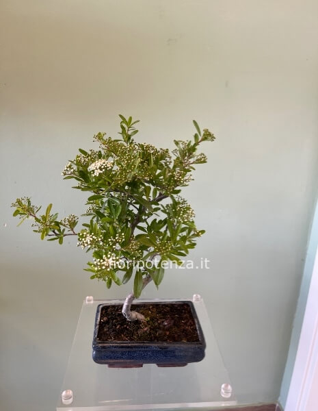 BONSAI PICCOLO  PIRACANTA, h. 40 cm, vaso 20 cm