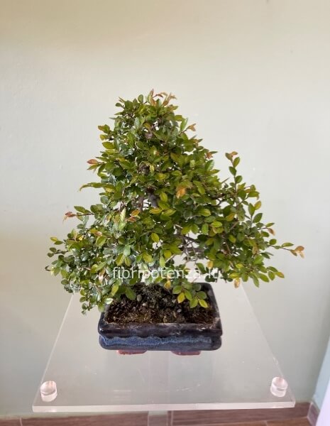BONSAI PICCOLO OLMO “ZELKOVA SERRATA”, h. 30 cm (dal vaso), vaso  15 cm