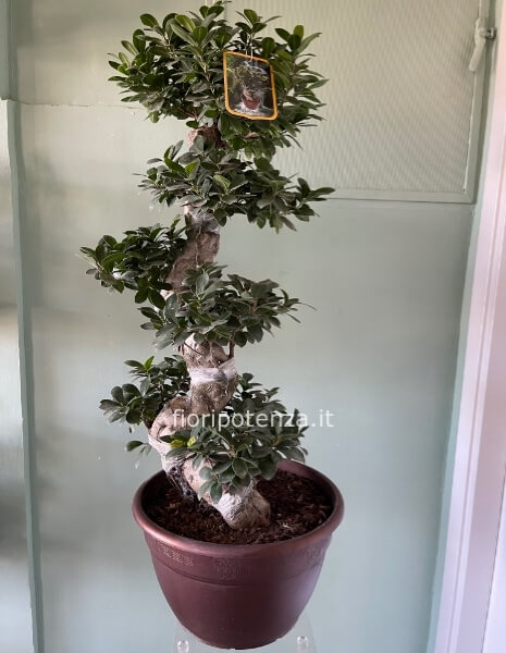 BONSAI GRANDE FICUS GINSENG, h. 110 cm (dal vaso), diametro vaso 35 cm