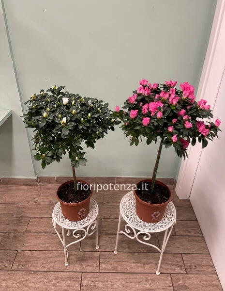 AZALEA AD ALBERELLO ROSA O BIANCA, h. 65 cm (dal vaso), diametro vaso 18 cm 