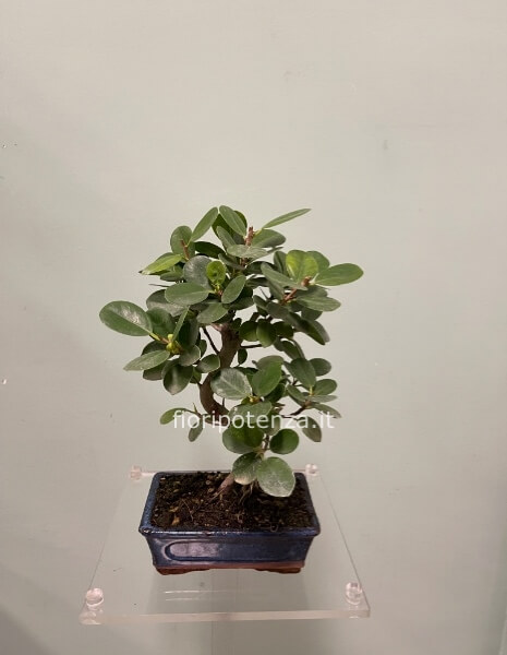 BONSAI PICCOLO FICUS PANDA, h. 35 cm (dal vaso), vaso 20 cm