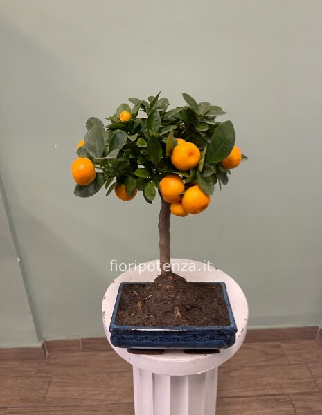 BONSAI CALAMONDINO, h. 35 cm (dal vaso), vaso 17,5X11,5Xh.6 cm