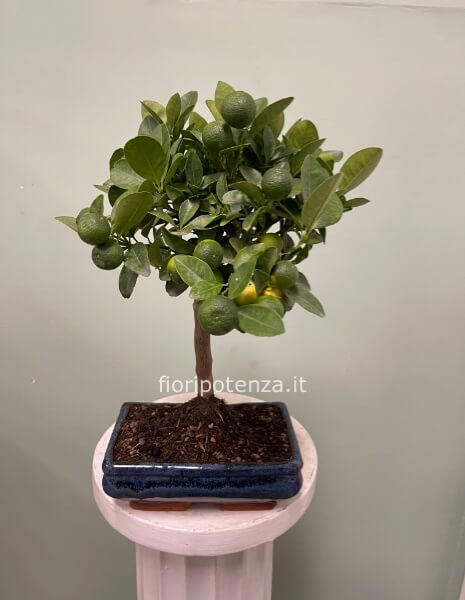 BONSAI CALAMONDINO, h. 35 cm (dal vaso), vaso 17,5X11,5Xh.6 cm