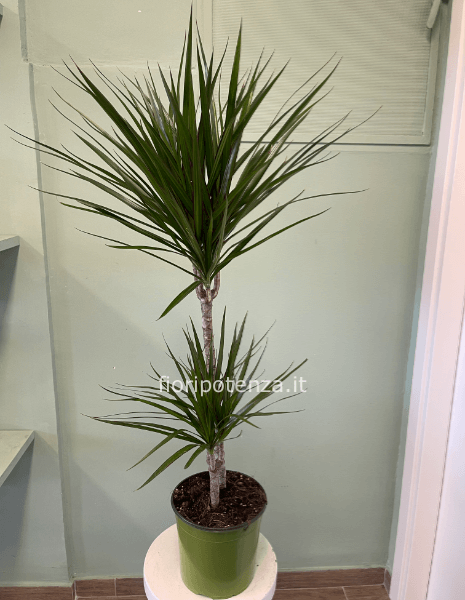 DRACENA MARGINATA A DUE TRONCHI, h. 120 cm  (dal vaso), diametro vaso 19 cm