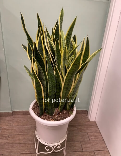 PIANTA DI SANSEVERIA MAXI, h.110 cm (dal vaso), diametro vaso 40 cm