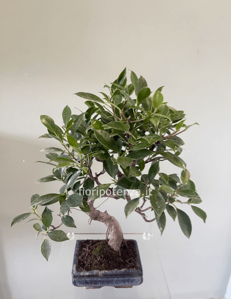 BONSAI PICCOLO FICUS RETUSA, h. 45 cm (dal vaso), vaso 15 cm
