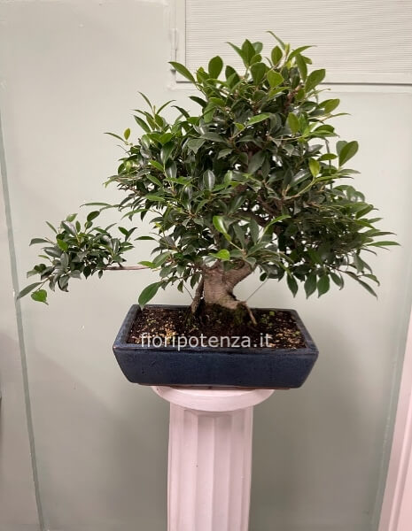 BONSAI GRANDE FICUS RETUSA. h. 60 cm circa (dal vaso), vaso 35 cm