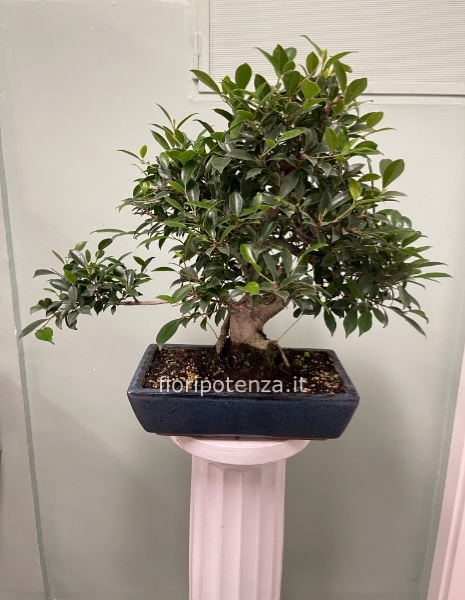 BONSAI GRANDE FICUS RETUSA. h. 60 cm circa (dal vaso), vaso 35 cm