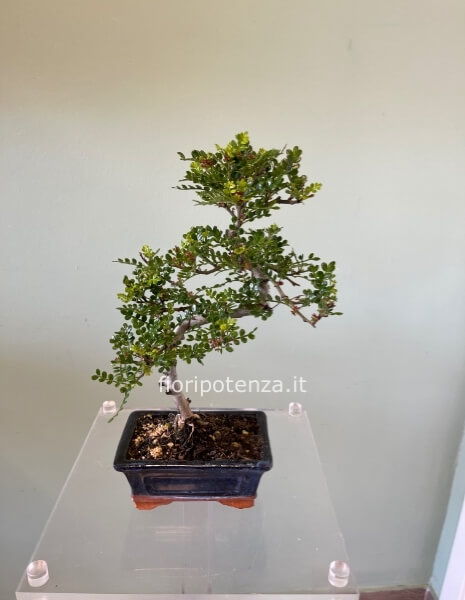 BONSAI PICCOLO PEPE, h. 35 cm circa (dal vaso), vaso 15 cm