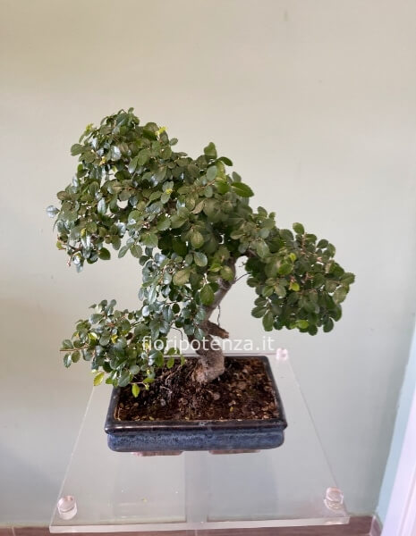BONSAI PICCOLO OLMO “ZELKOVA SERRATA”, h. 35 cm (dal vaso), vaso 20 cm