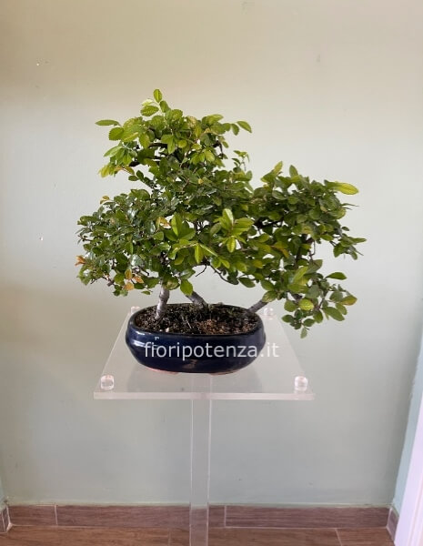 BONSAI A BOSCHETTO OLMO