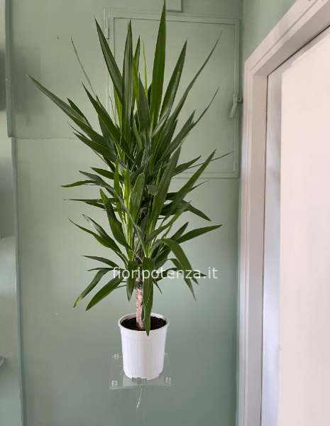 Tronco YUCCA (cosiddetto “tronco della felicità”), h. 140/150 cm (dal vaso), diametro vaso 20 cm