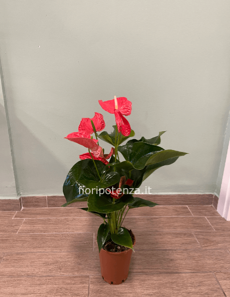 Pianta di ANTHURIUM ROSSA (orchidea), h. 70/80 cm  (dal vaso), diametro vaso 15 cm