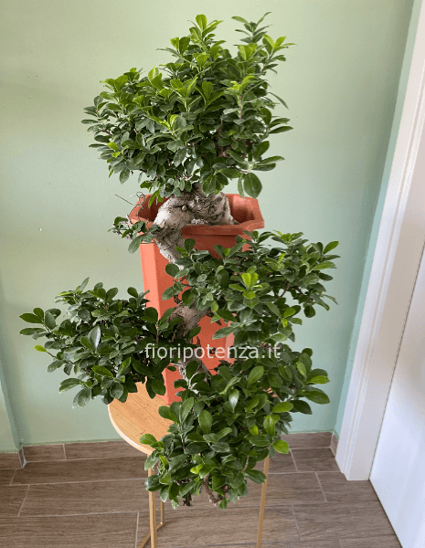 Bonsai FICUS GINSENG , h. 75 cm (dal vaso), vaso 24 cm 