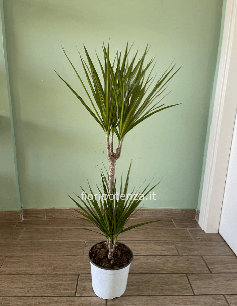 DRACENA MARGINATA A DUE TRONCHI, h. 100 cm (dal vaso), diametro vaso 17 cm