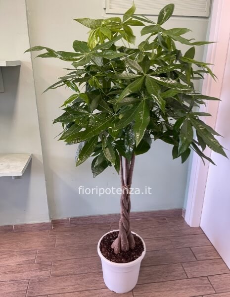 PACHIRA ACQUATICA (“pianta dei soldi