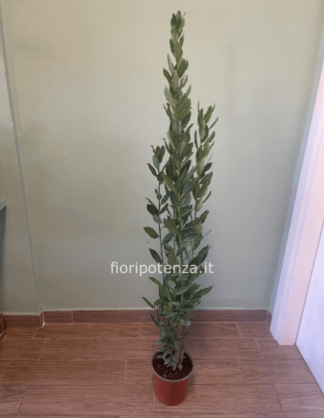 PIANTA DI ALLORO, h. 140 cm (dal vaso), diametro vaso 15 cm