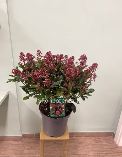 SKIMMIA JAPONICA “RUBELLA”, h. 60 cm circa (dal vaso), diametro vaso 22 cm