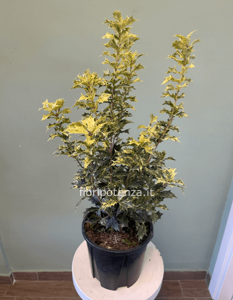 OSMANTHUS TRICOLOR (