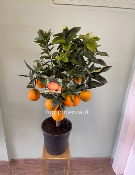 PIANTA DI ARANCIO -CITRUS SINENSIS-, h. 80 cm (dal vaso), diametro vaso 20 cm