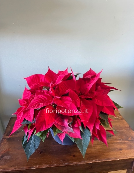 Stella di Natale (“EUPHORBIA PULCHERRIMA