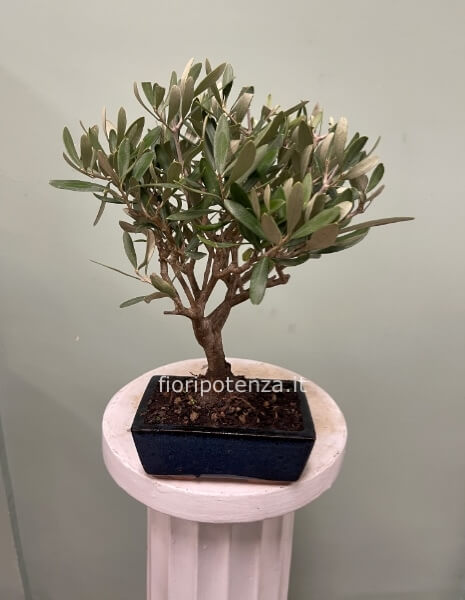 BONSAI PICCOLO ULIVO, h. 30 cm (dal vaso), vaso 15 cm