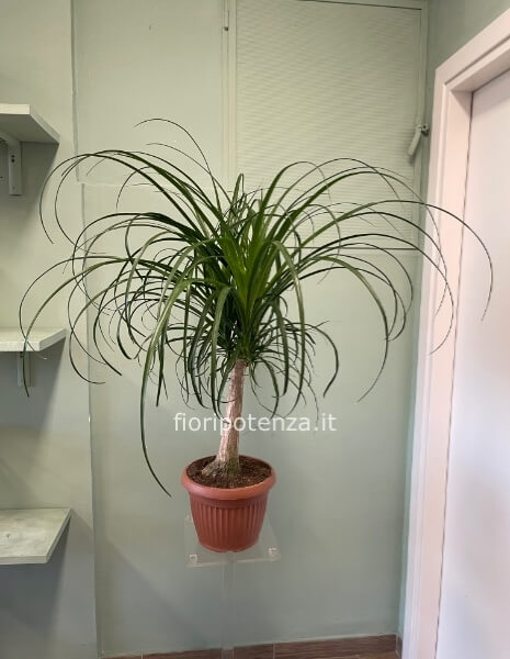 Pianta di BEUCARNEA (cosiddetta 