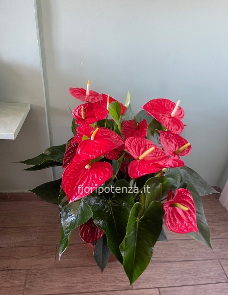 Pianta di ANTHURIUM ROSSA (orchidea) A CIOTOLA, h. 100 cm circa (dal vaso), diametro vaso 30 cm