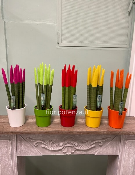 SANSEVERIA CILINDRICA VELVET TOUCHZ IN VASO DI CERAMICA, vari colori, h. 45 cm (dal vaso), diametro