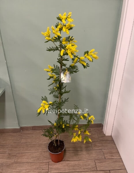 PIANTA DI MIMOSA, h. 130 cm (dal vaso), diametro vaso 18 cm