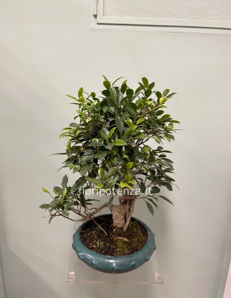BONSAI MEDIO GRANDE FICUS RETUSA, h. 60 cm (dal vaso), vaso rotondo 25 cm