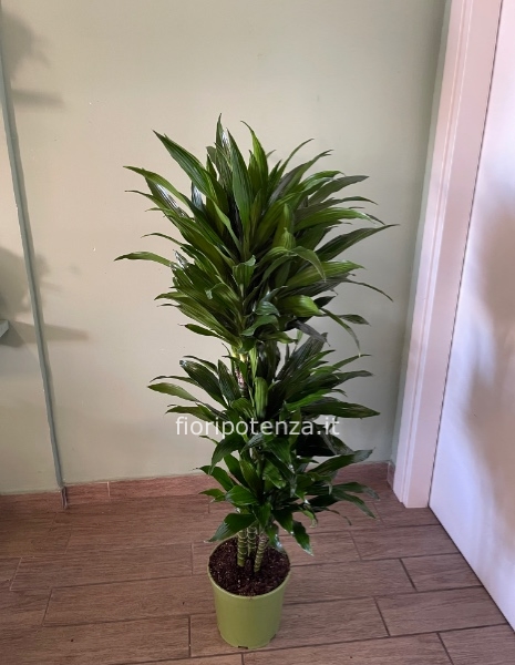 DRACENA JANET GRAIG COMPACTA a tre tronchi, h. 125 cm (dal vaso), diametro vaso 21 cm