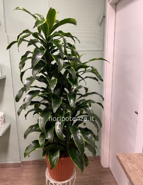 DRACENA DORADO, h. 150 cm (dal vaso), diametro vaso 35 cm