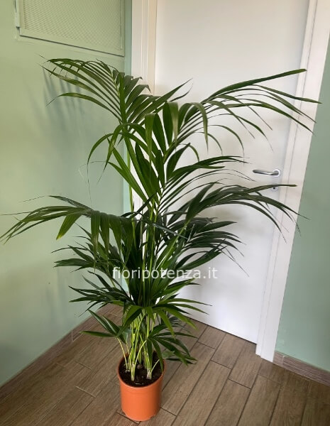 KENTIA forsteriana, h. 150/160 cm (dal vaso), diametro vaso 21 cm