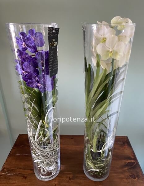 ORCHIDEA VANDA BIANCA O VIOLA IN VETRO, h. 70 cm