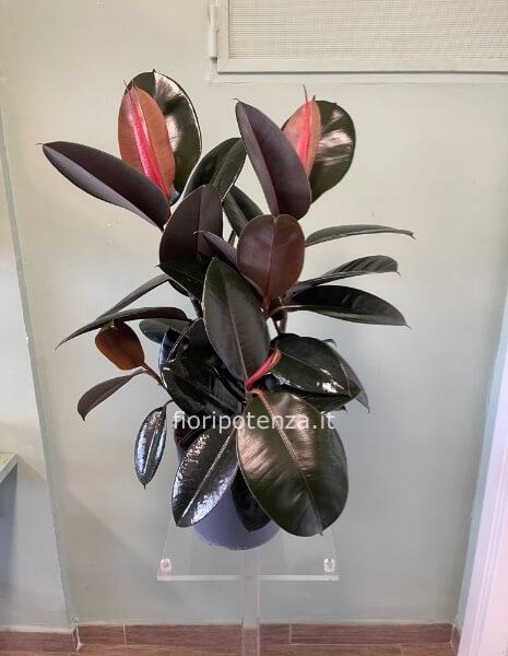 FICUS ELASTICA ROBUSTA