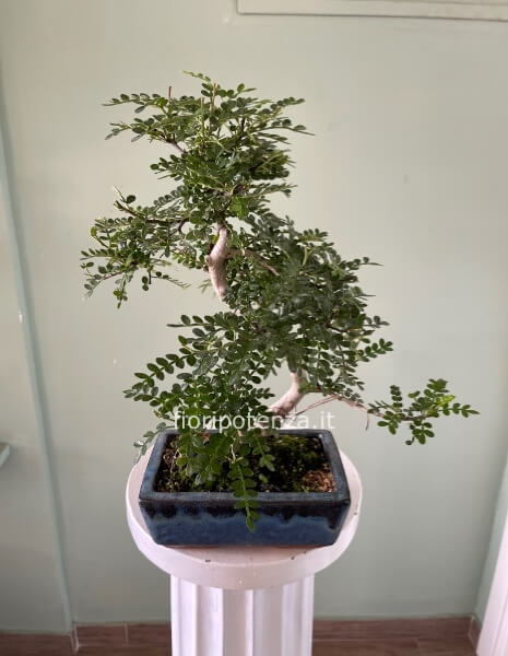BONSAI PICCOLO PEPE, h. 45 cm circa (dal vaso), vaso 20 cm
