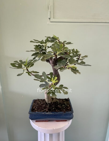 BONSAI MEDIO FICO, h. 50 cm (dal vaso), vaso 25 cm