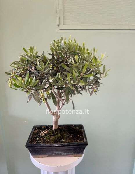BONSAI MEDIO ULIVO, h. 50 cm circa (dal vaso), vaso 25 cm