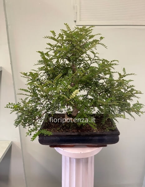 BONSAI GRANDE PEPE, h. 50 cm (dal vaso), vaso 35 cm