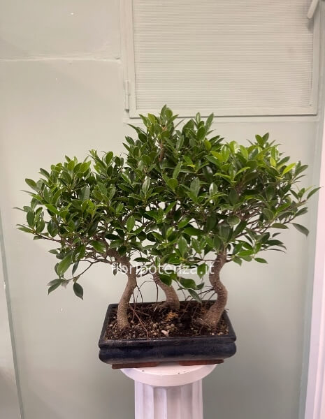 BONSAI FICUS RETUSA A BOSCHETTO,  h. 55/60 cm (dal vaso), vaso 30 cm