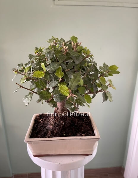 BONSAI LECCIO, h. 35 cm (dal vaso), vaso 20 cm