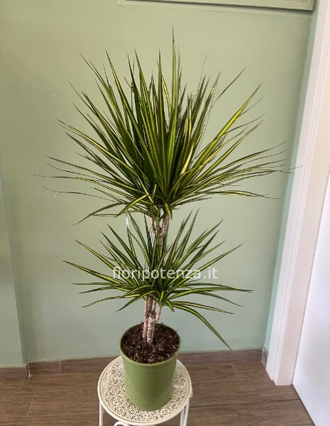 DRACENA MARGINATA 
