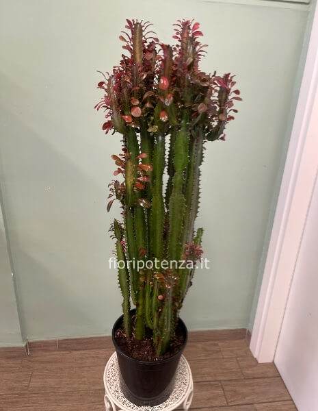 EUPHORBIA TRIGONA RUBRA (pianta grassa con spine), h. 115 cm (dal vaso), diametro vaso 24 cm
