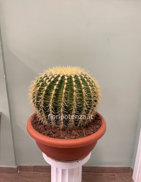 ECHINOCACTUS GRUSONE ( “cuscino della suocera”), h. 45 cm (dal vaso), diametro vaso 40 cm