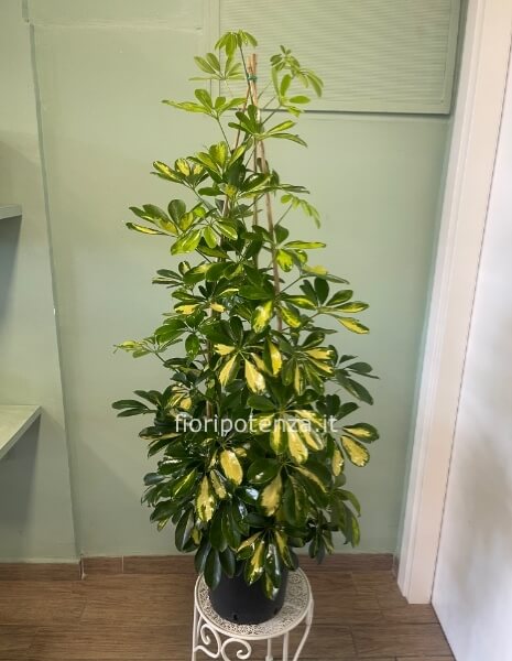 SCHEFFLERA, h. 130 cm (dal vaso), diametro vaso 22 cm